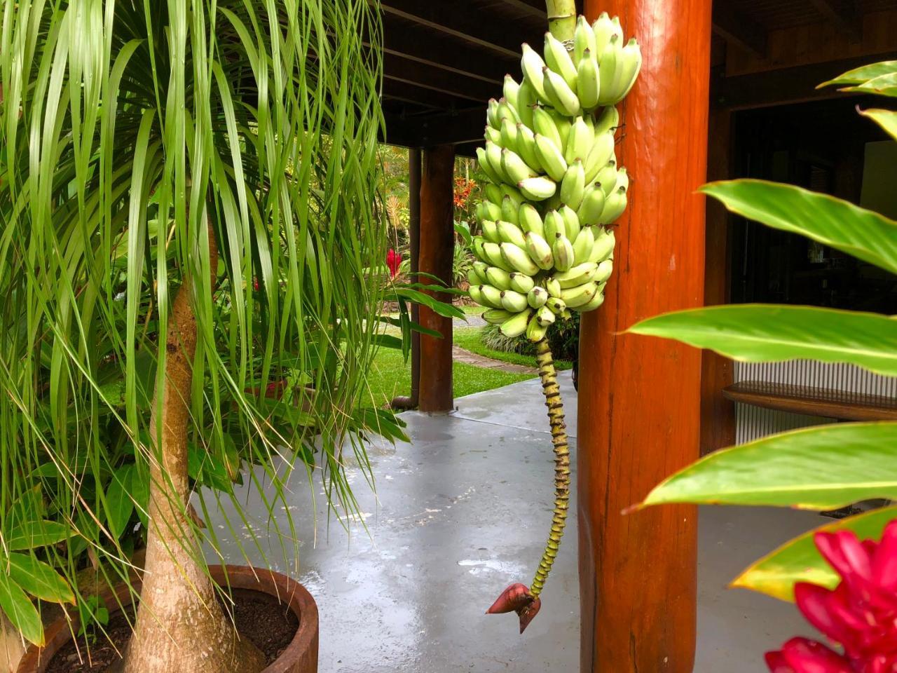 Daintree Manor B&B Eksteriør billede